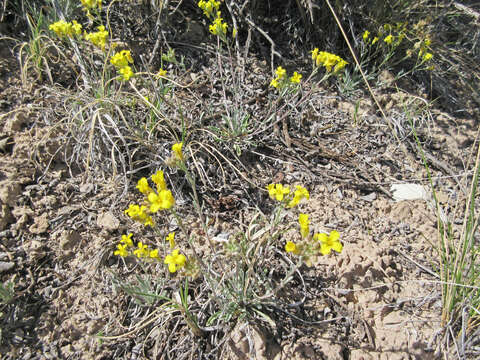 Plancia ëd Physaria ludoviciana (Nutt.) O'Kane & Al-Shehbaz