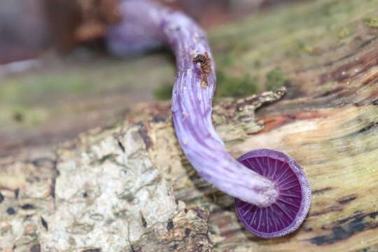 Image of Laccaria amethystina Cooke 1884