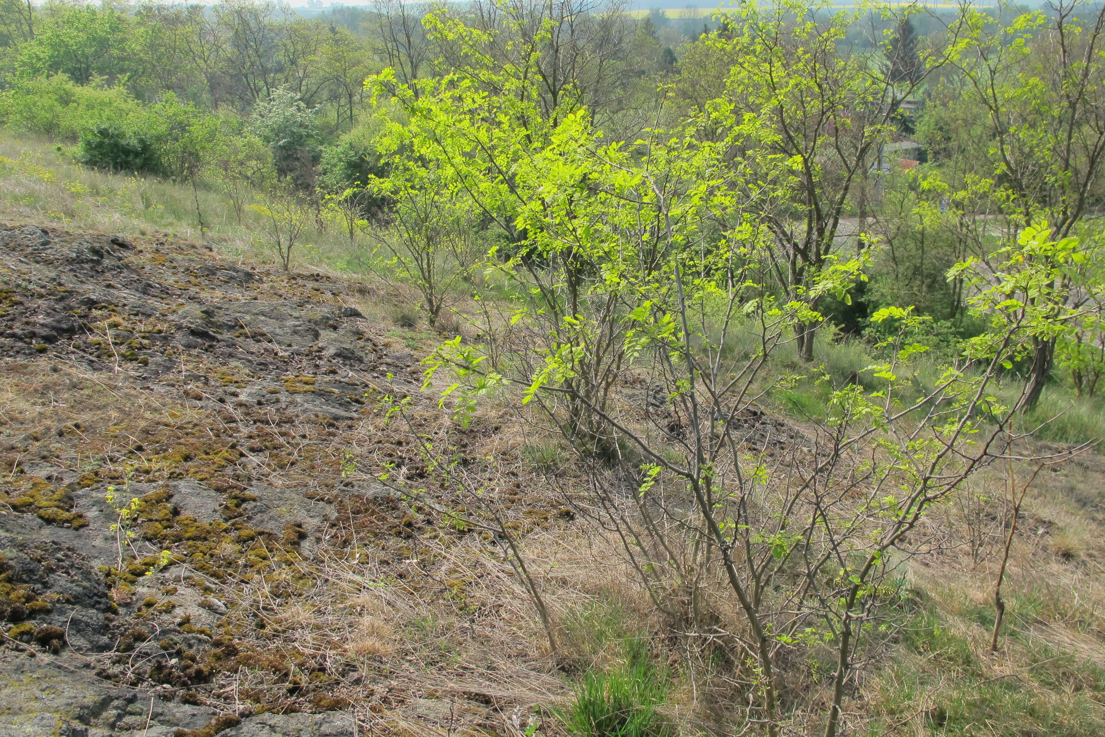 Image of black locust