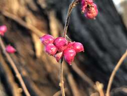 Sivun Symphoricarpos orbiculatus Moench kuva