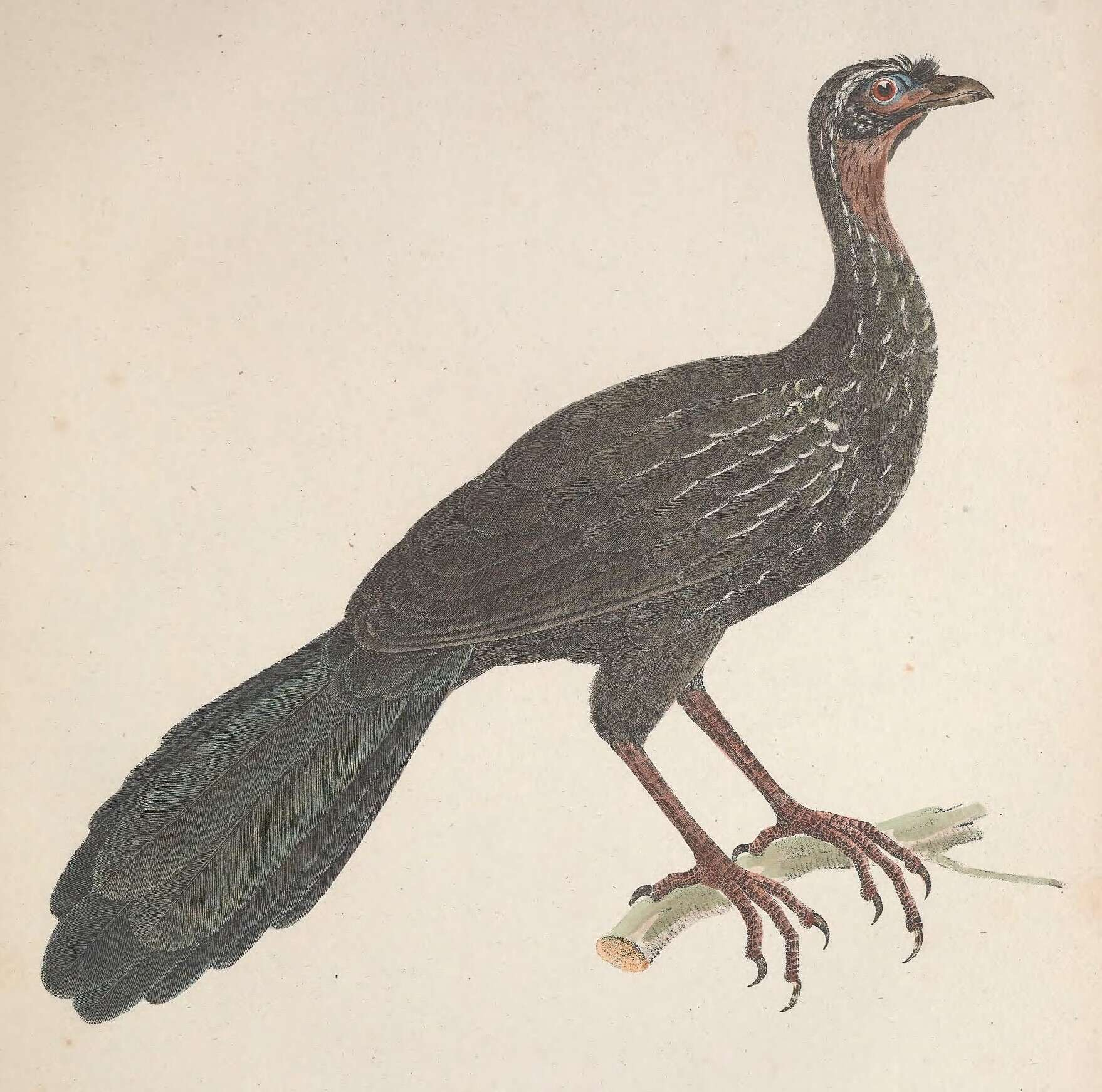 Image of White-browed Guan