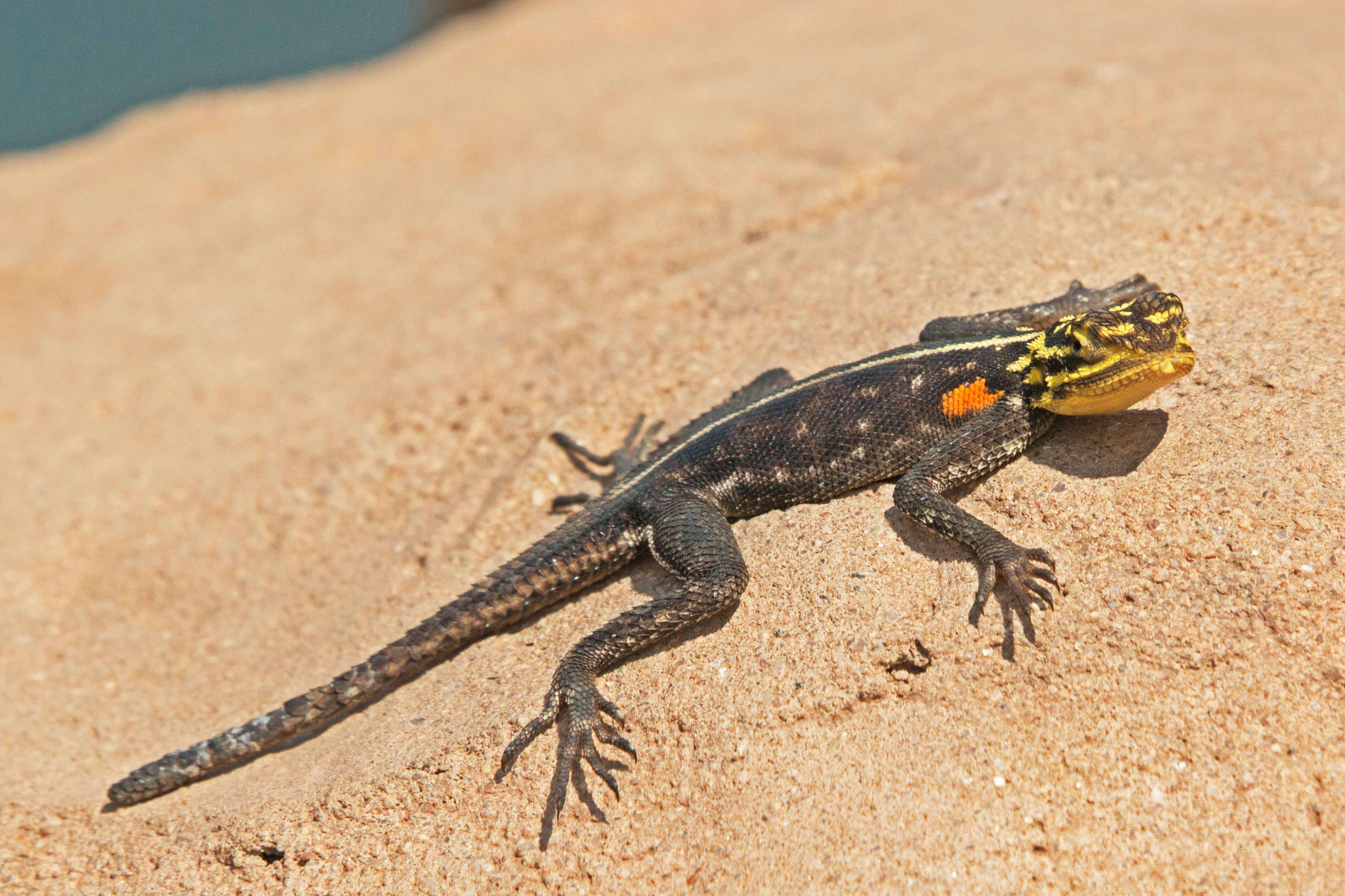 Image of Namib Rock Agama