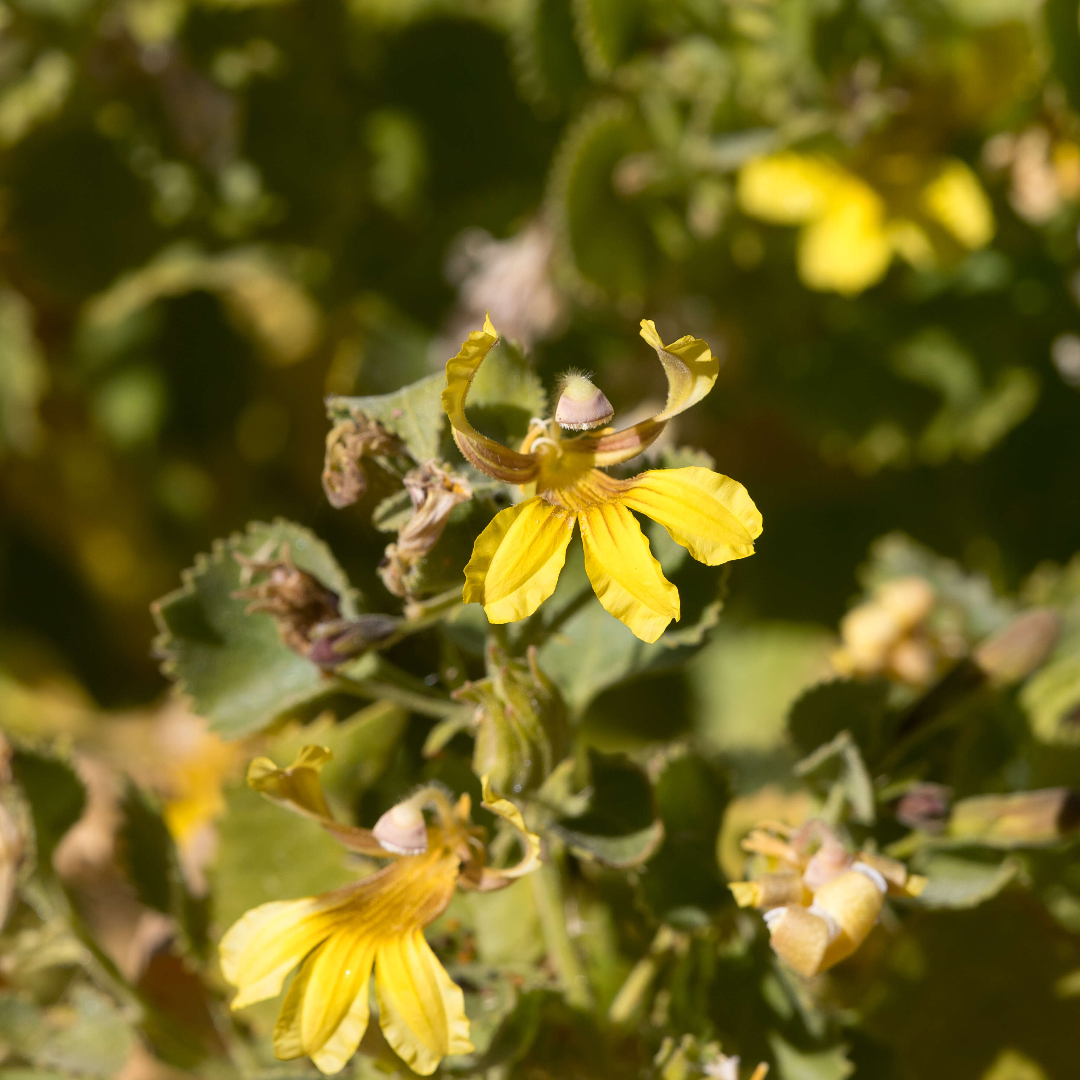 Image of Goodenia grandiflora Sims