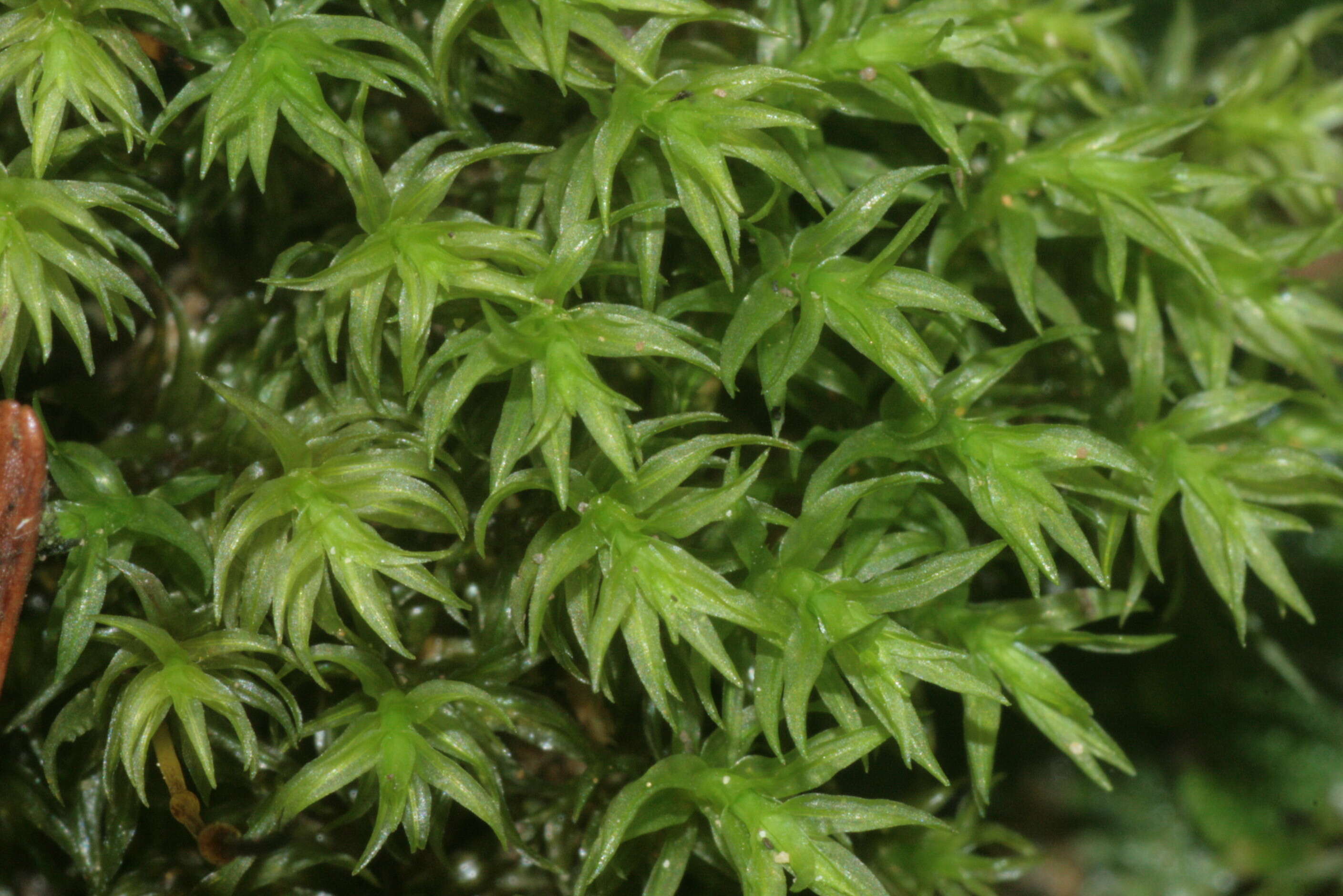 Image of dichodontium moss