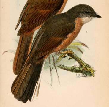 Image of Fraser's Rufous Thrush