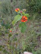 Image of lantana