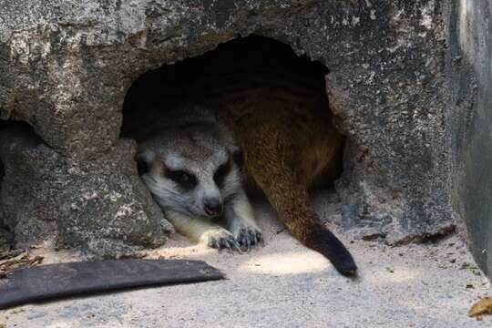 Image of Suricata Desmarest 1804