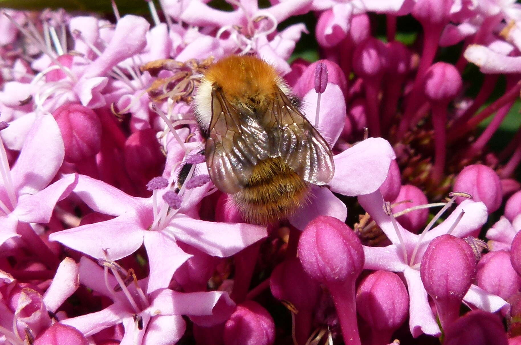 Image of rose glorybower