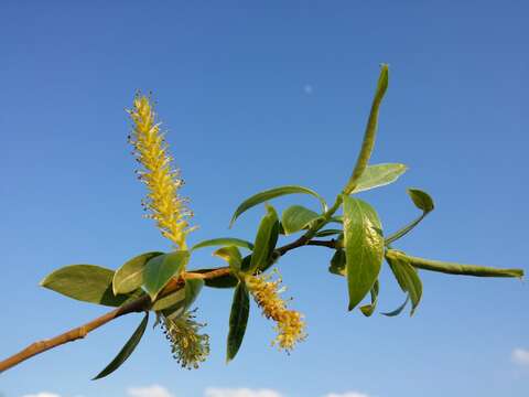 Image of White Willow