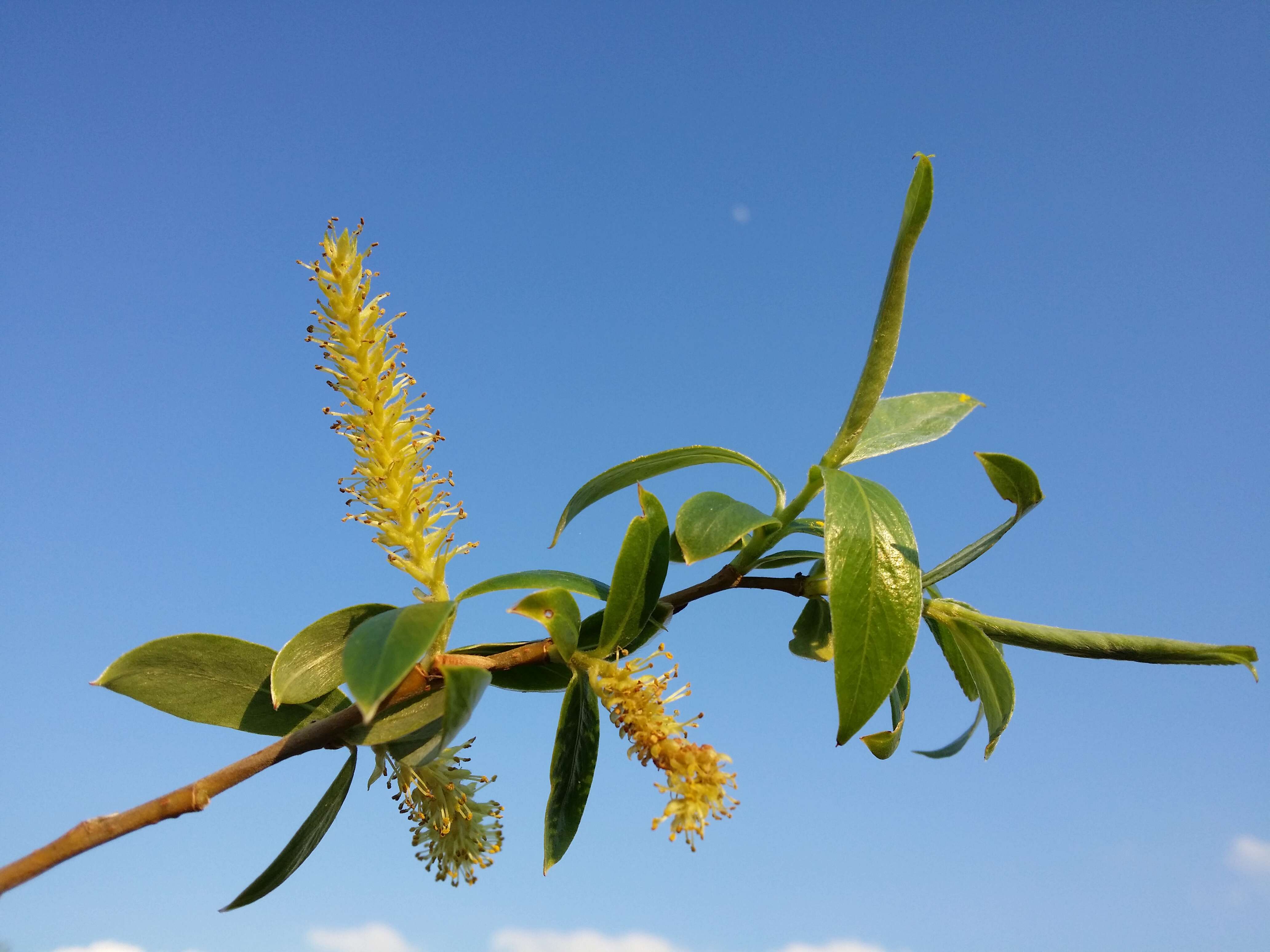 Image of White Willow