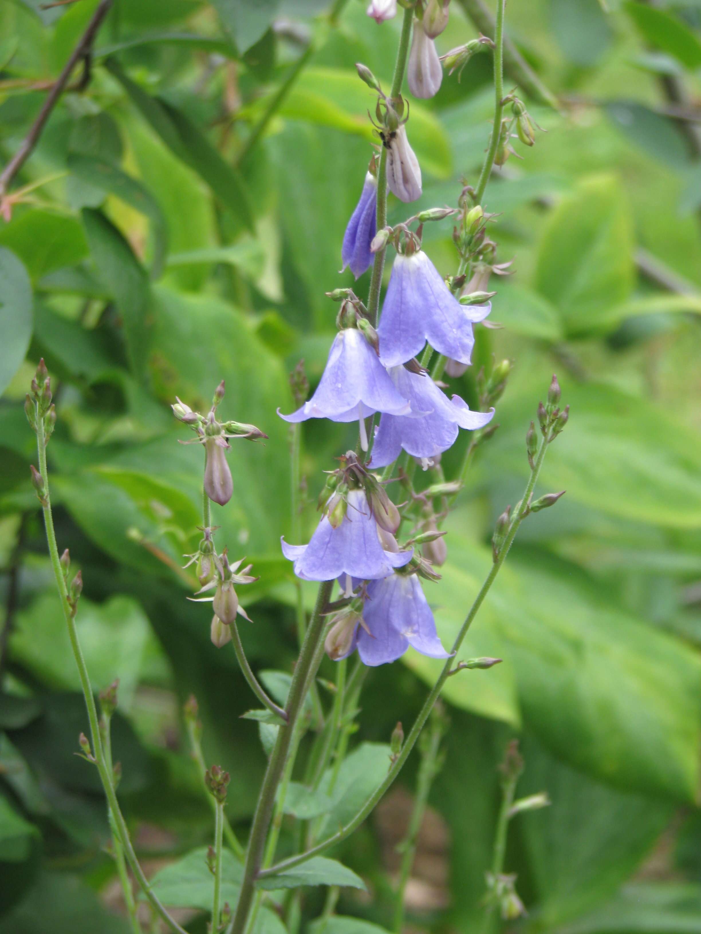 Imagem de Adenophora liliifolia (L.) A. DC.