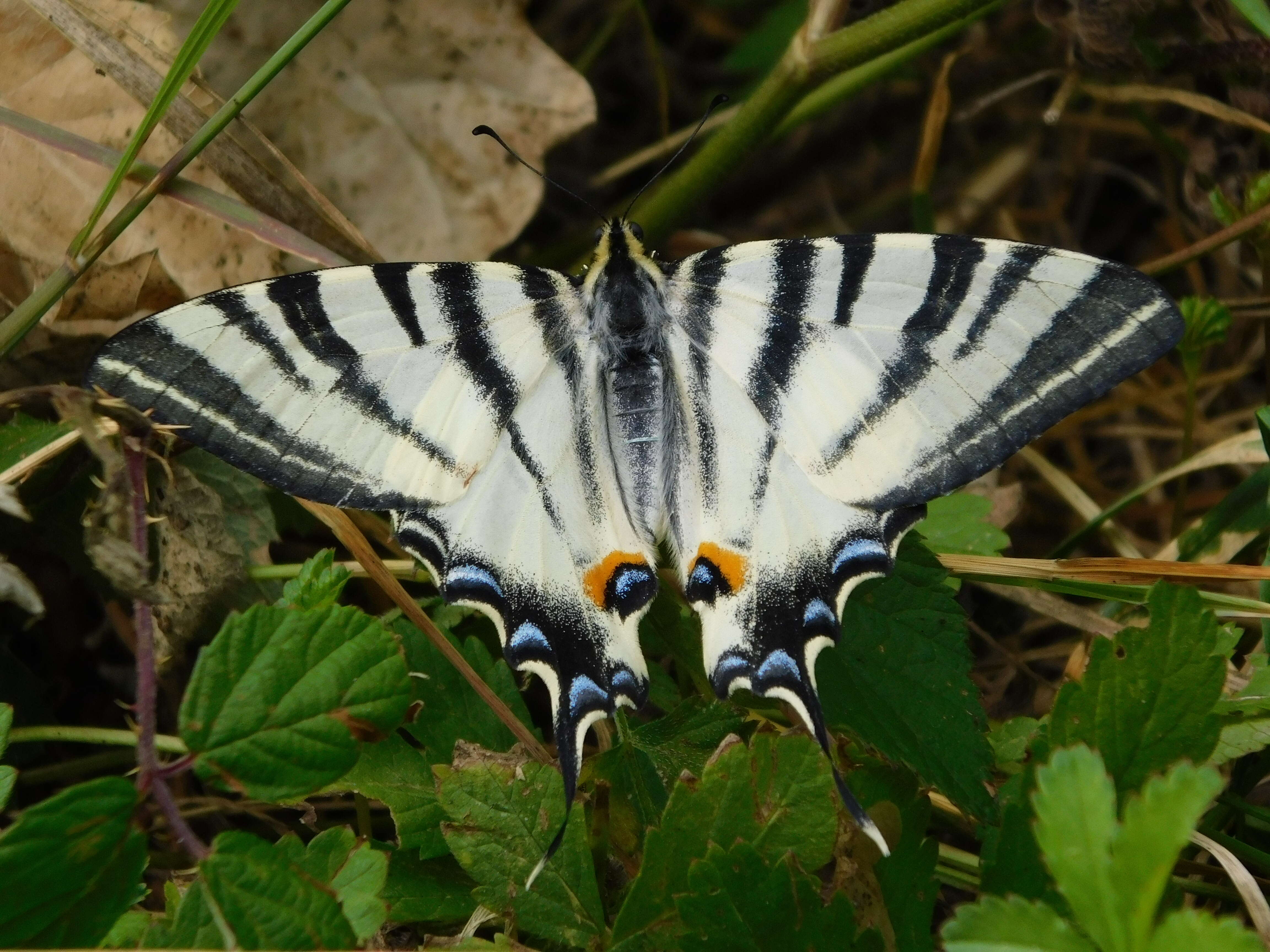 Imagem de Iphiclides