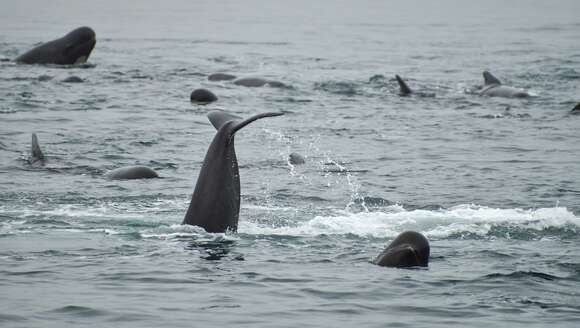 Image of Atlantic Pilot Whale