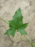 Image of white bryony