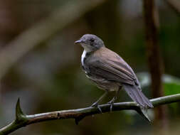 Imagem de Corythopis torquatus Tschudi 1844