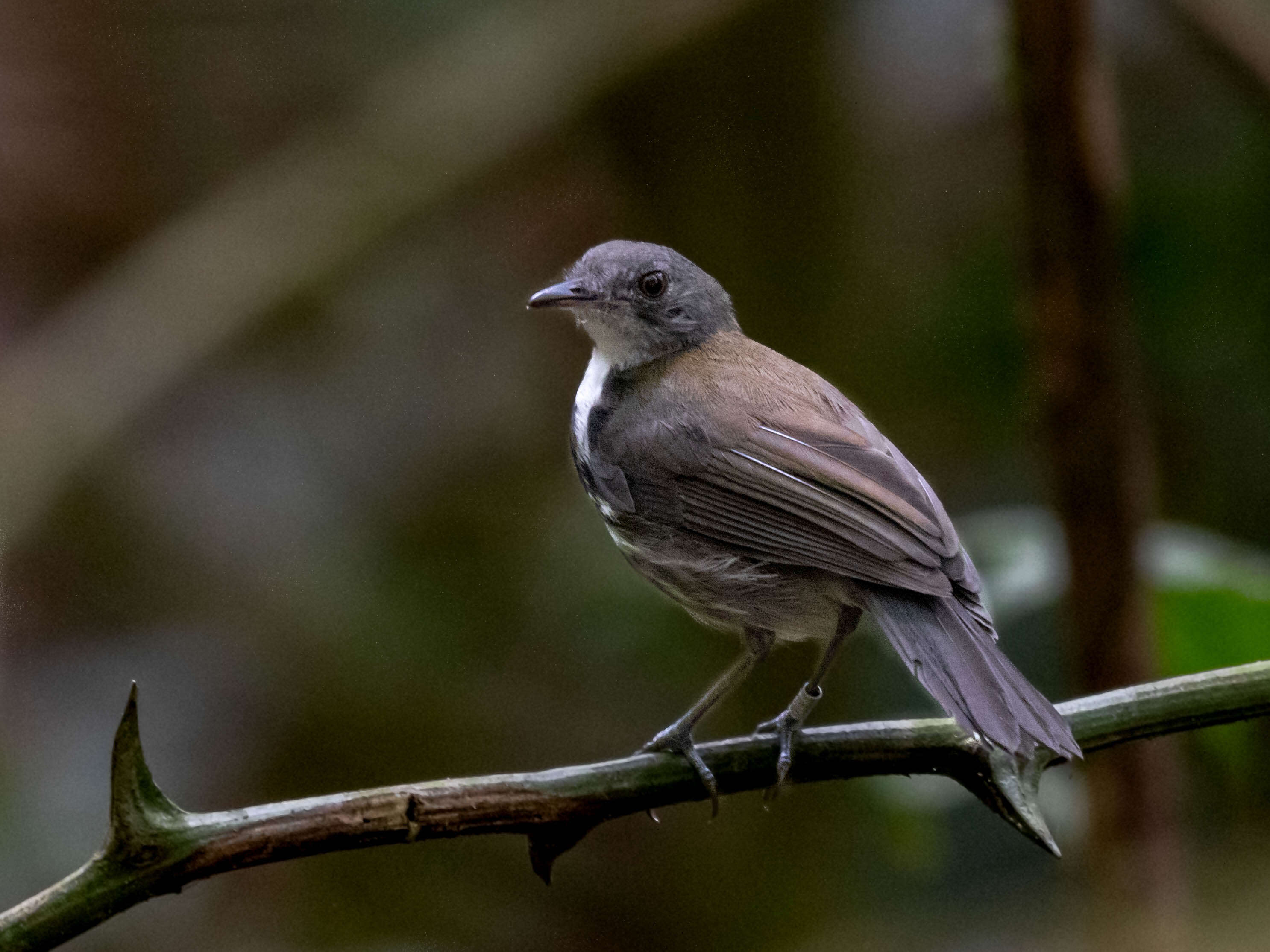 Corythopis torquatus Tschudi 1844的圖片