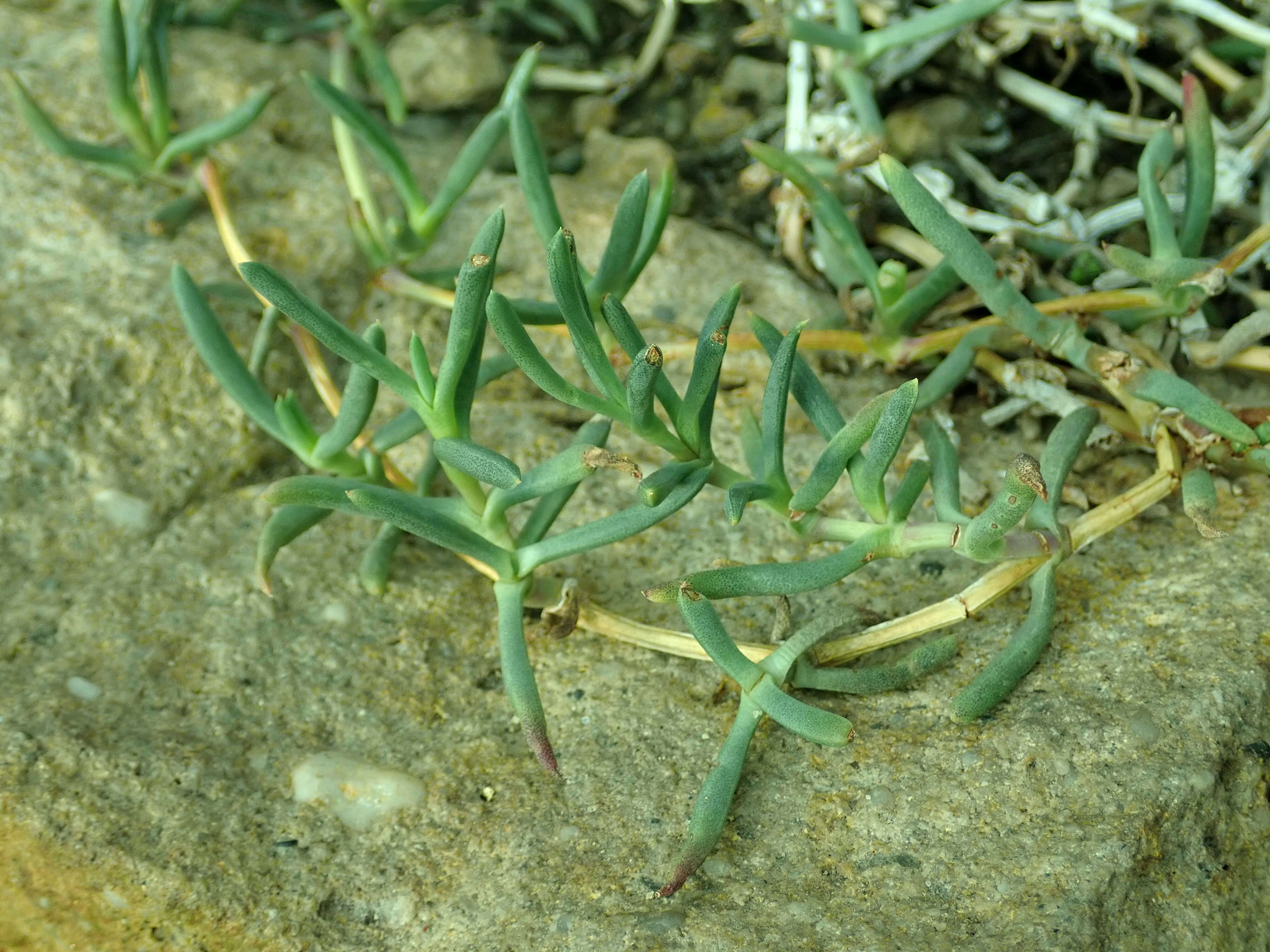 Image of Jordaaniella dubia (Haw.) H. E. K. Hartm.