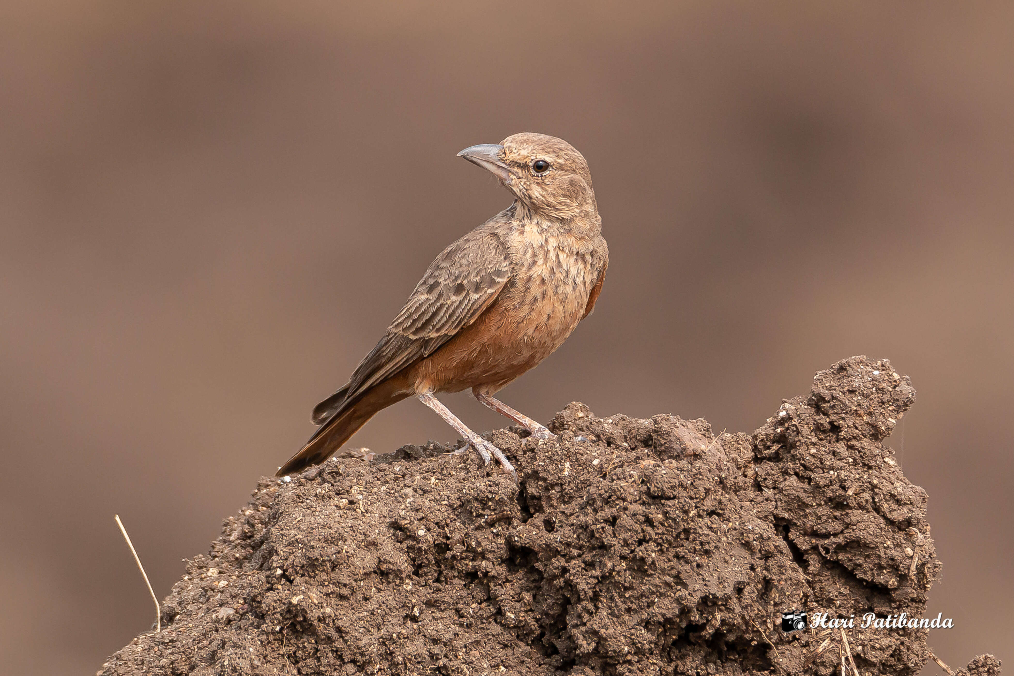 Image of Rufous-tailed Lark