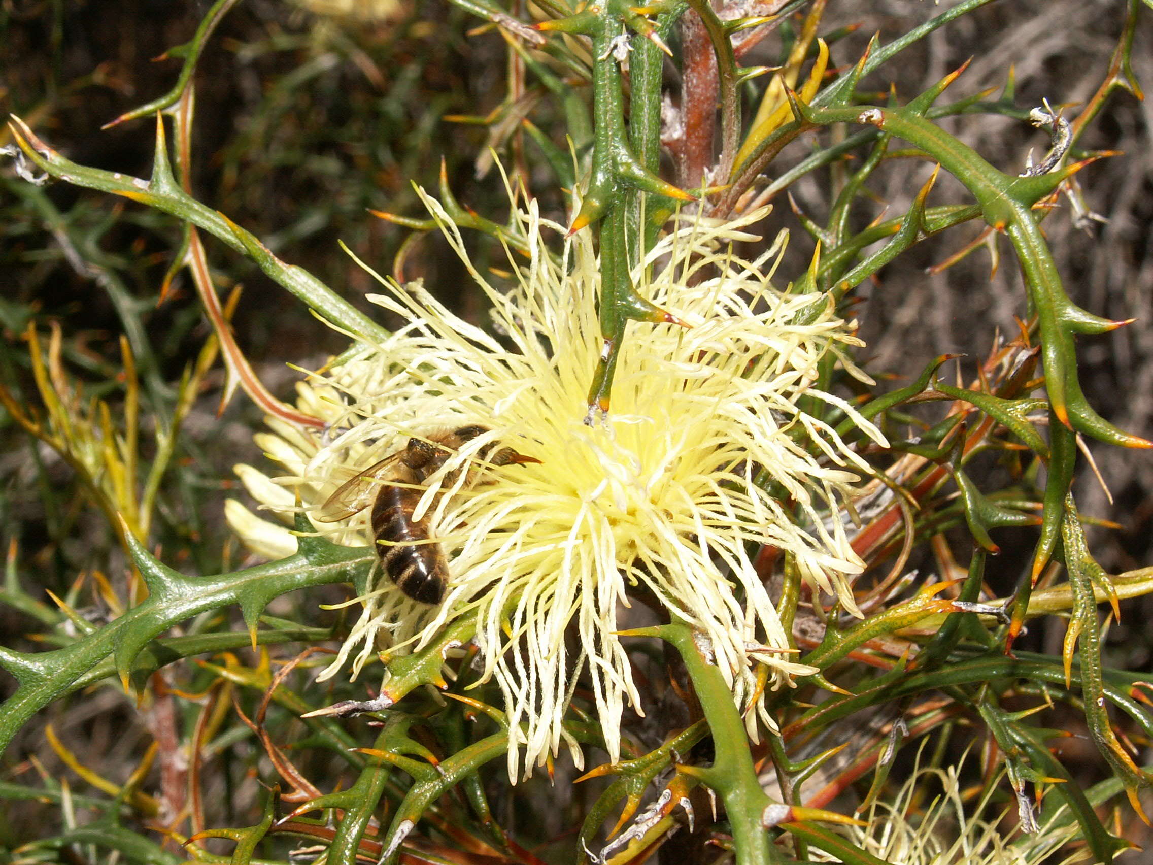 Image of Banksia comosa (Meissn.) A. R. Mast & K. R. Thiele