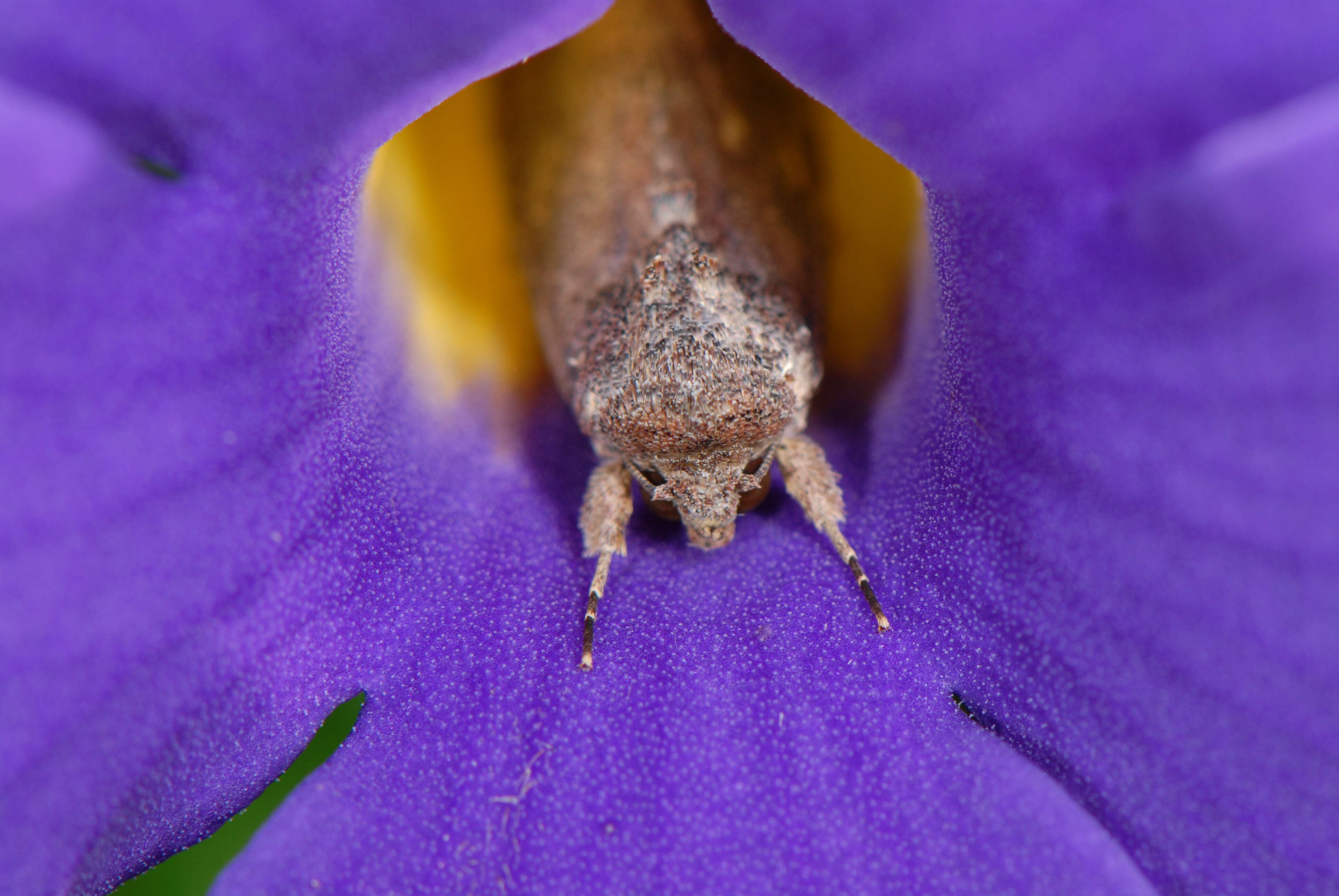 Image of bush clockvine