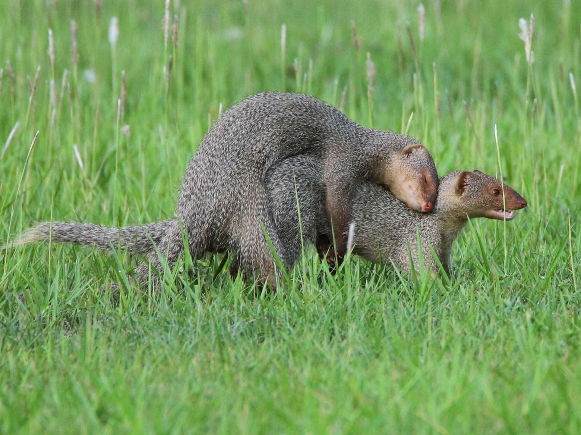 Image of Indian Gray Mongoose