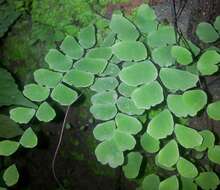 Image of Adiantum philippense L.