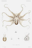 Image of Octopus mimus Gould 1852