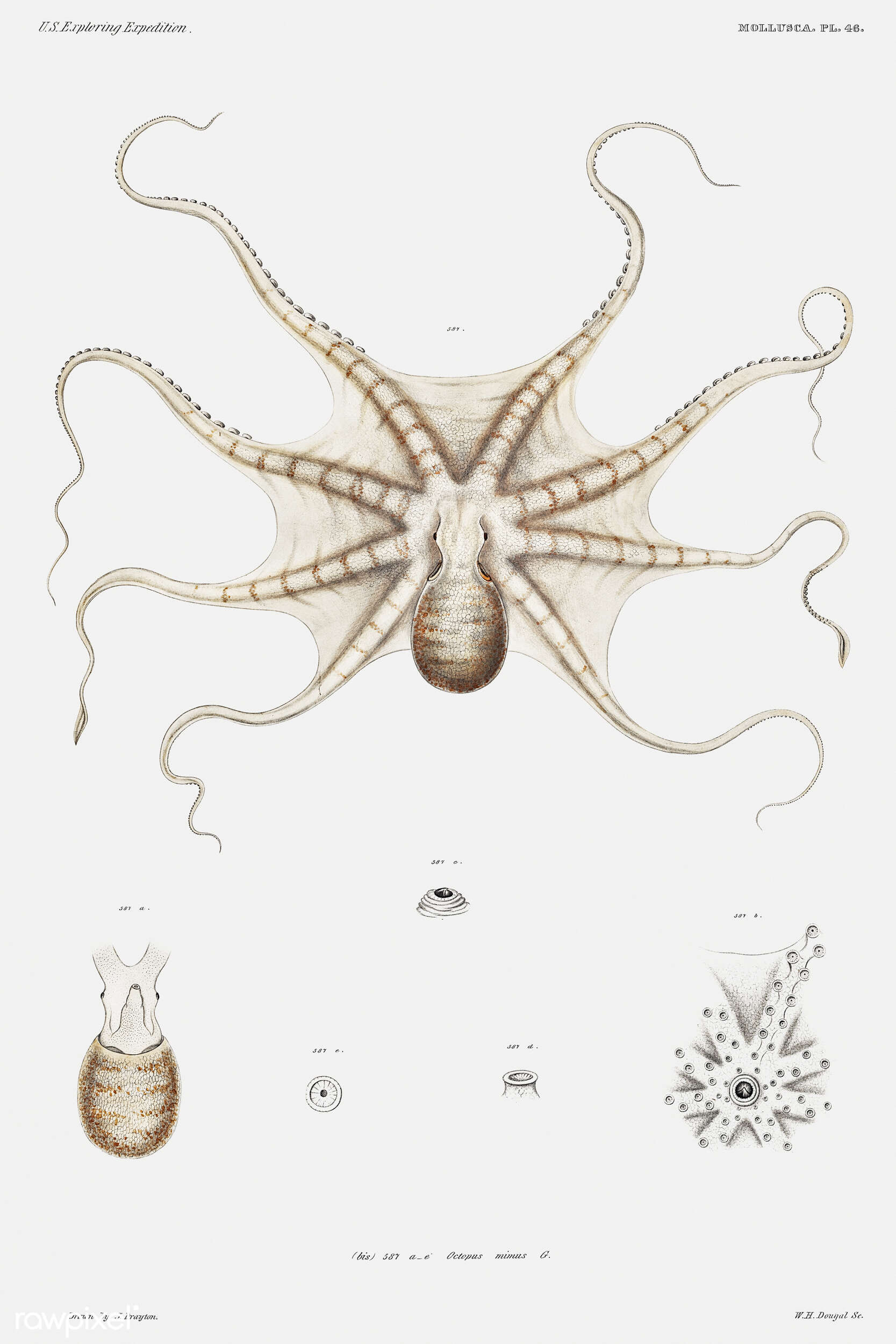 Image of Octopus mimus Gould 1852