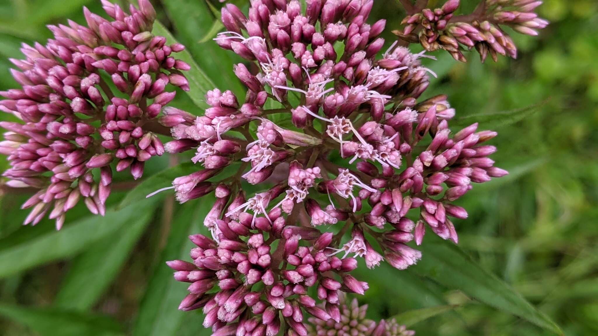 Image of hemp agrimony