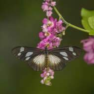 Image of Acraea lycoa Godart 1819