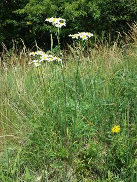 Image of corymbflower tansy