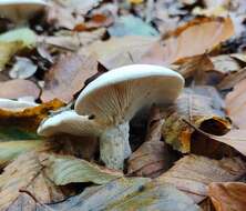 Image of Clitocybe nebularis (Batsch) P. Kumm. 1871