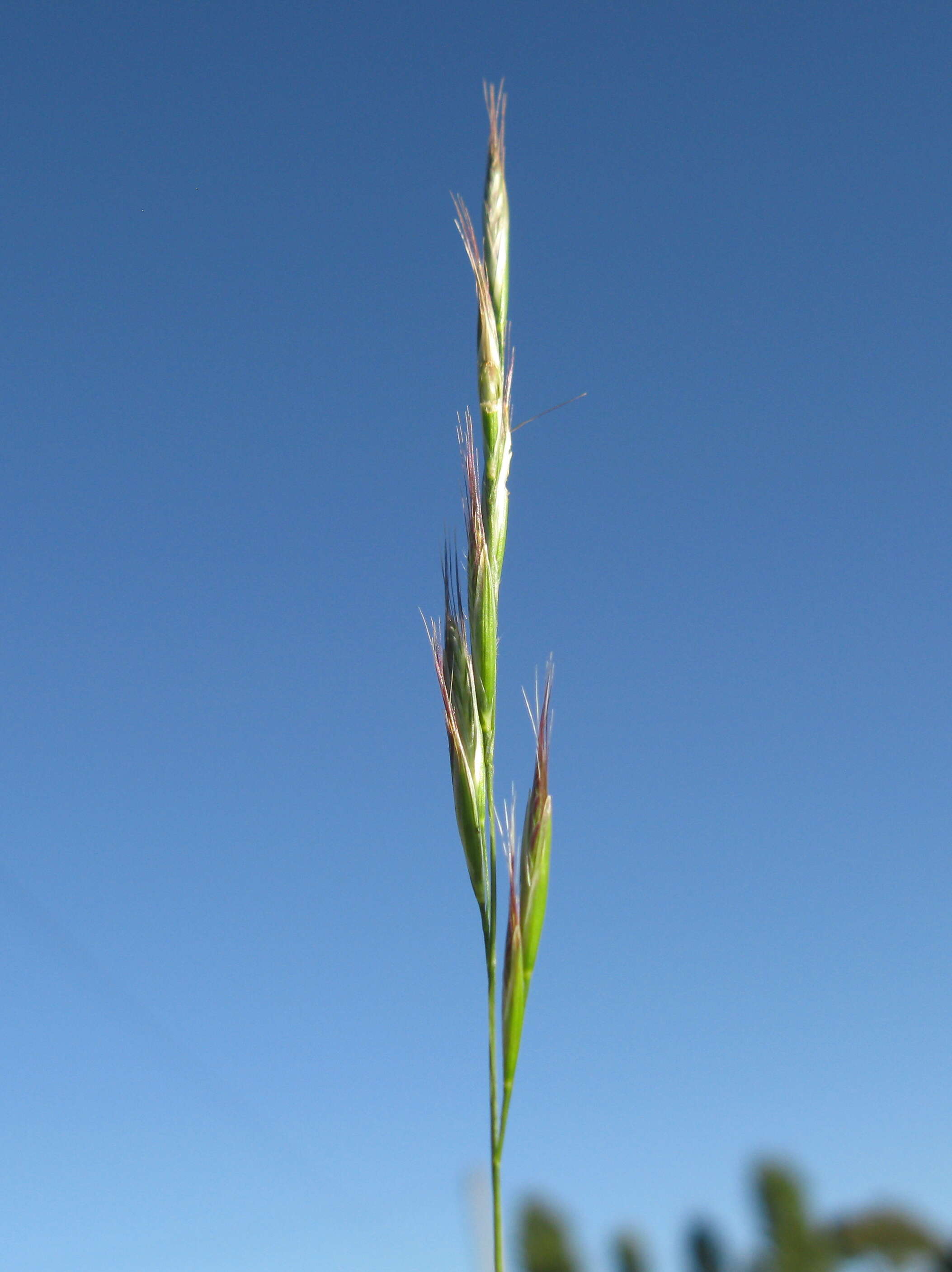 Plancia ëd Rytidosperma racemosum (R. Br.) Connor & Edgar