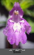 Image of Red hemp nettle