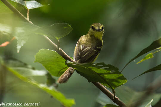 Image of Capsiempis Cabanis & Heine 1860