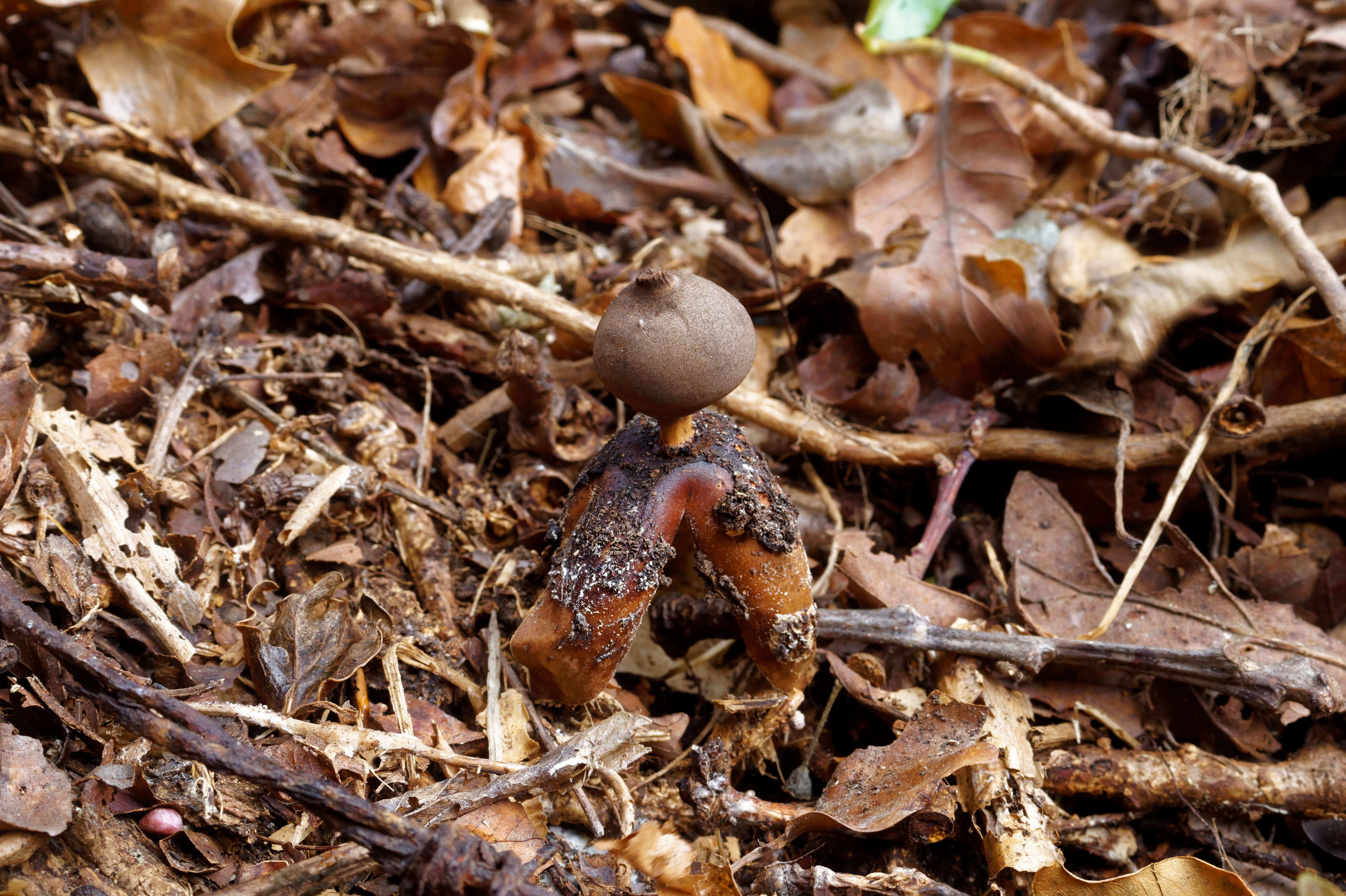 Imagem de Geastrum fornicatum (Huds.) Hook. 1821