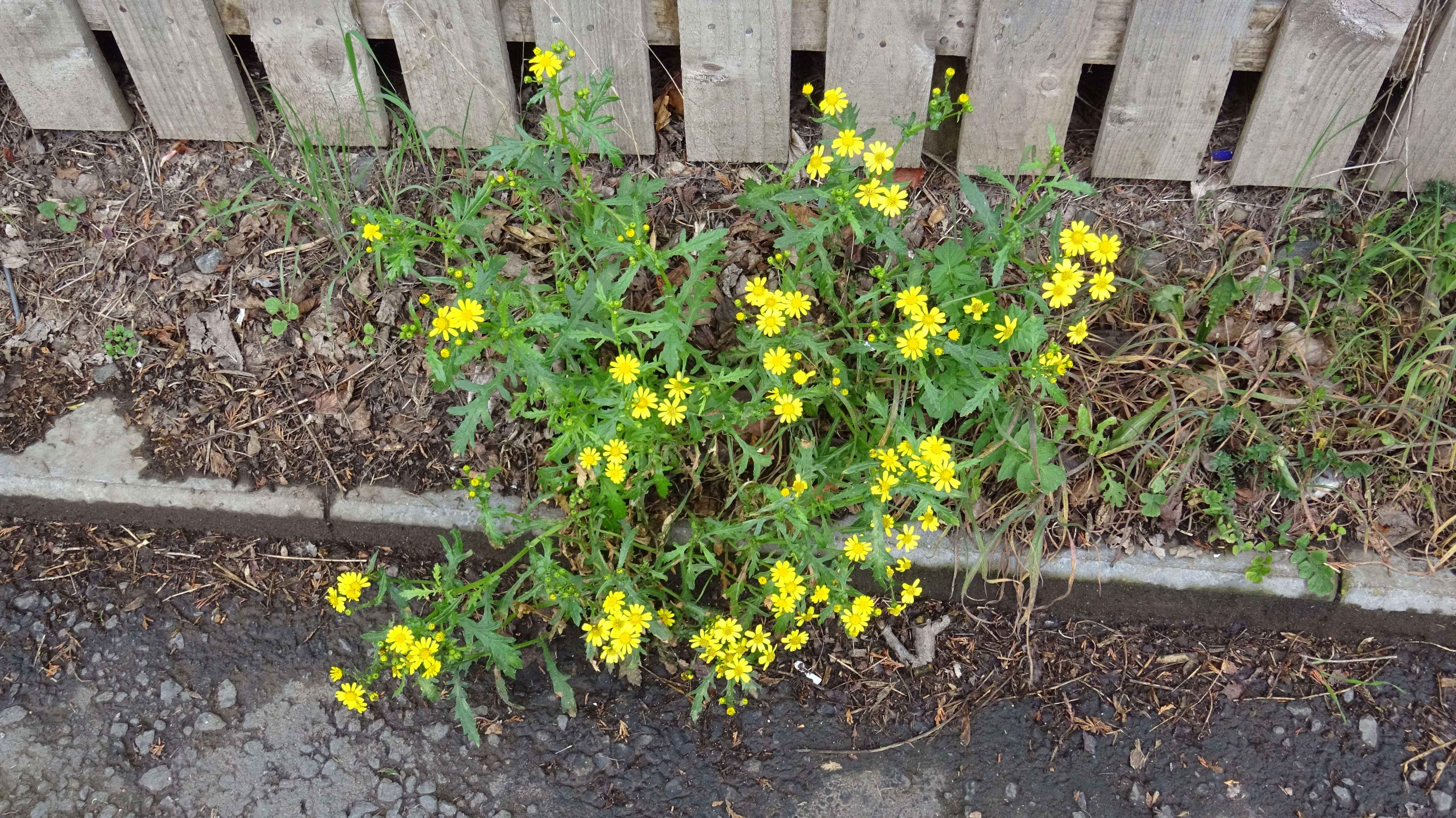 Image of oxford ragwort