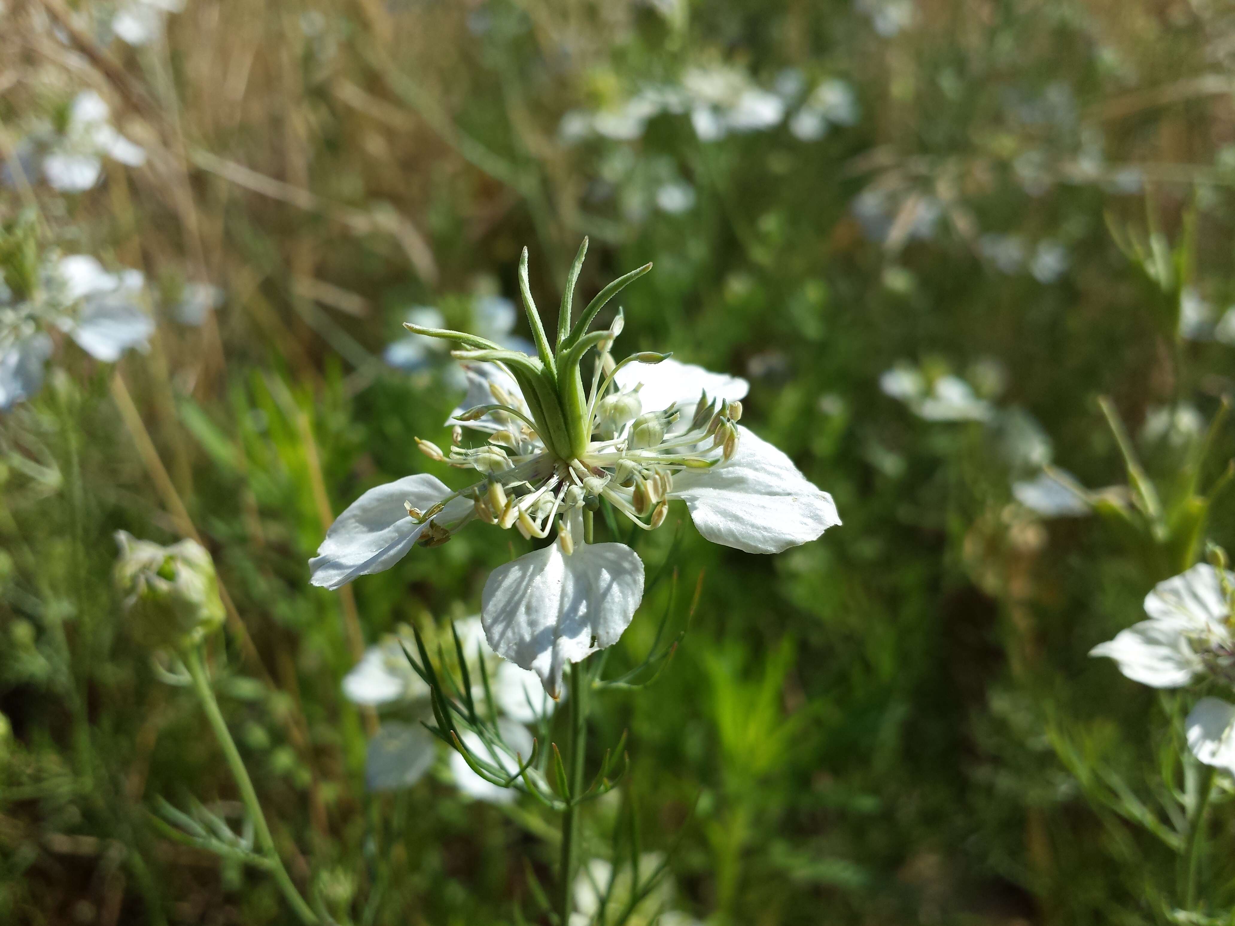 Nigella arvensis L. resmi