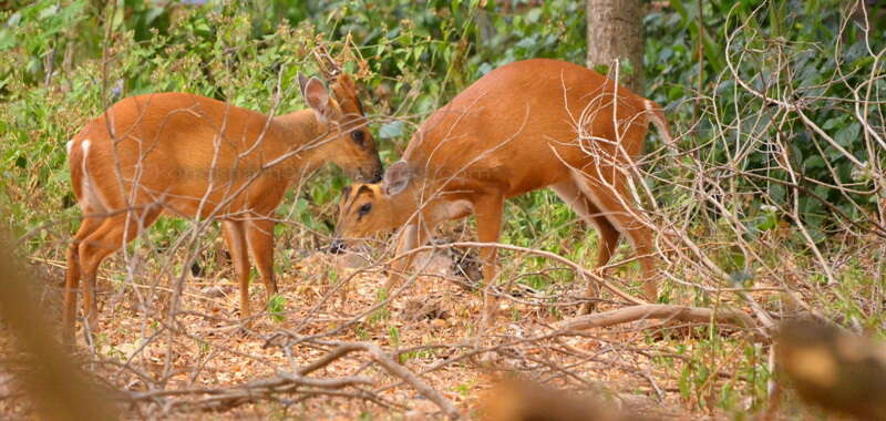 Image of Barking Deer