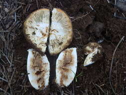 Image of Stinking Russula