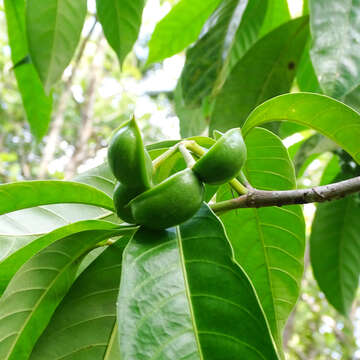 Слика од Tabernaemontana alternifolia L.