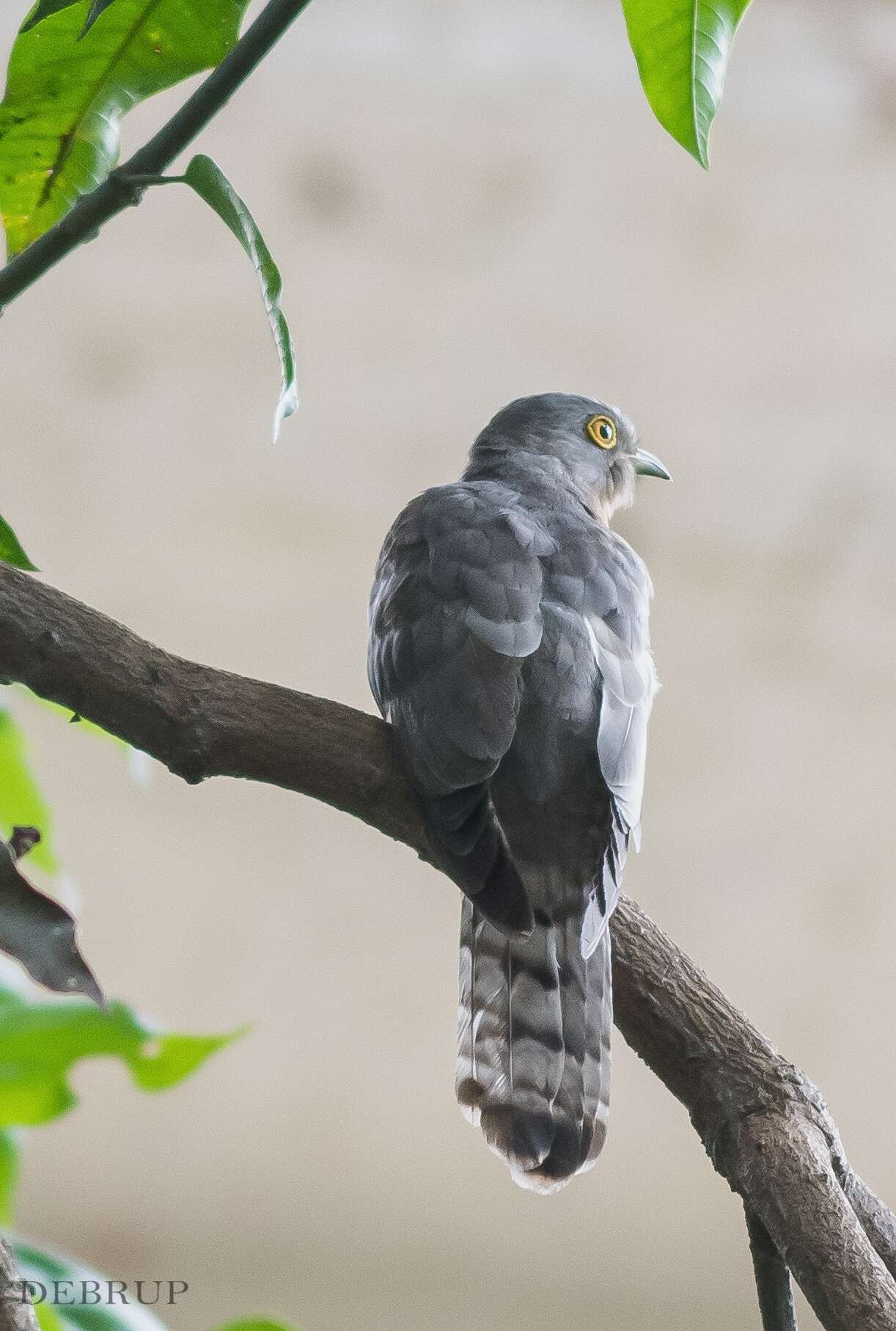 Image of Common Hawk Cuckoo