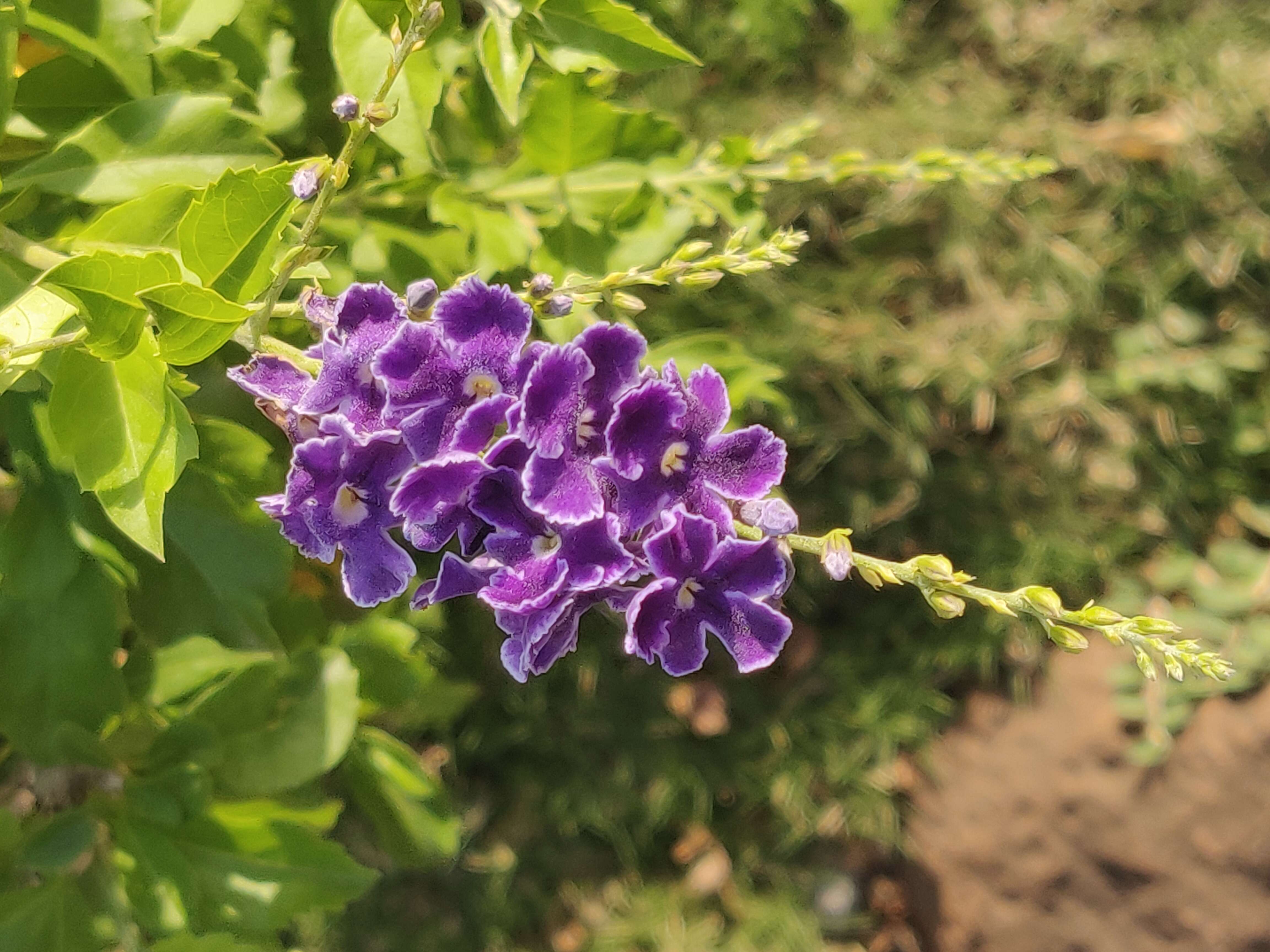 Duranta resmi