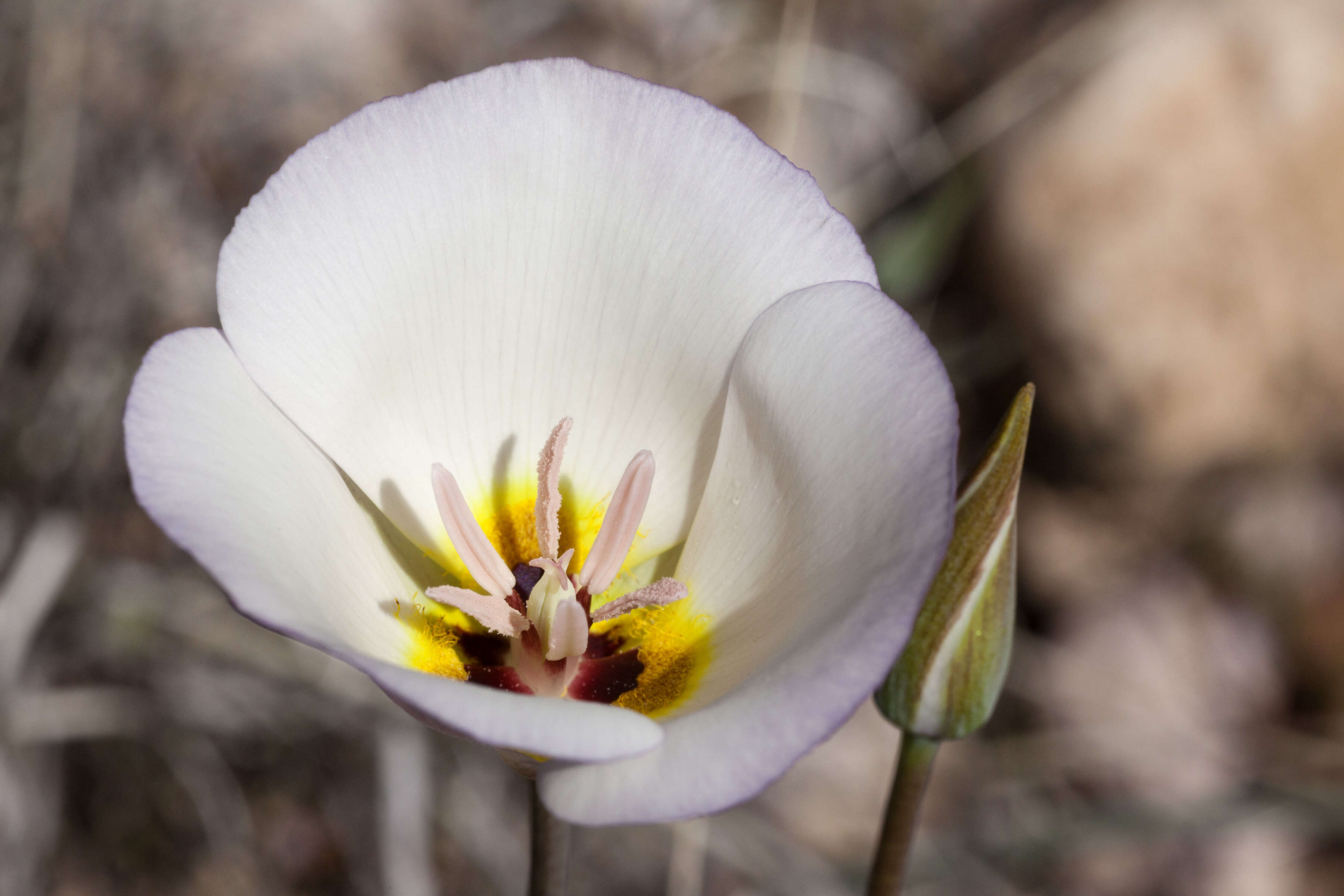 Слика од Calochortus flexuosus S. Watson