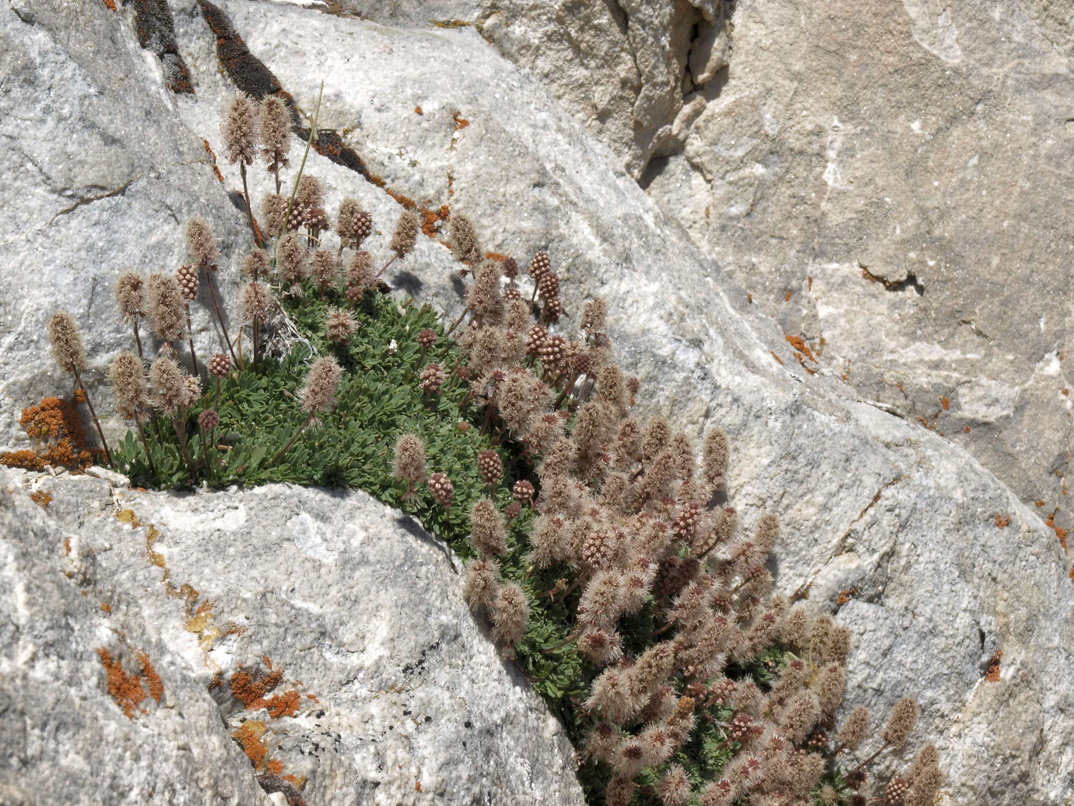 Image of mat rockspirea