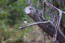 Image of Eastern Phoebe