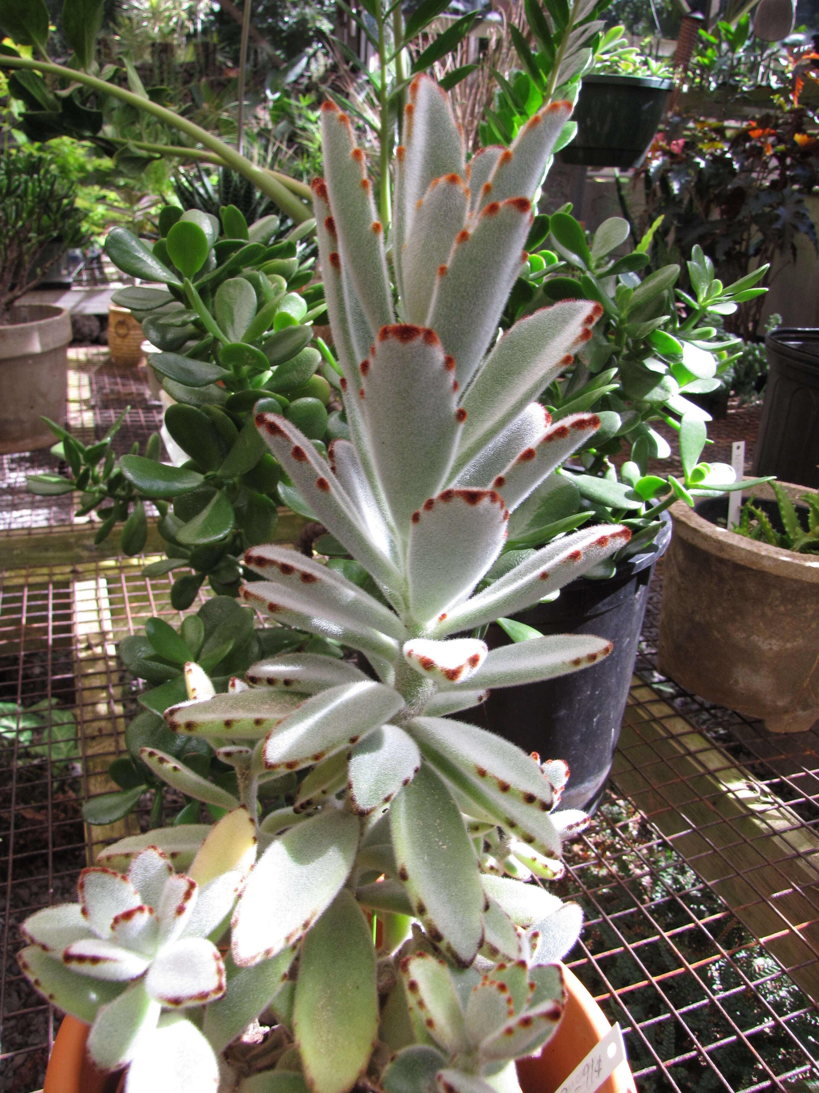 Image of Kalanchoe tomentosa Baker