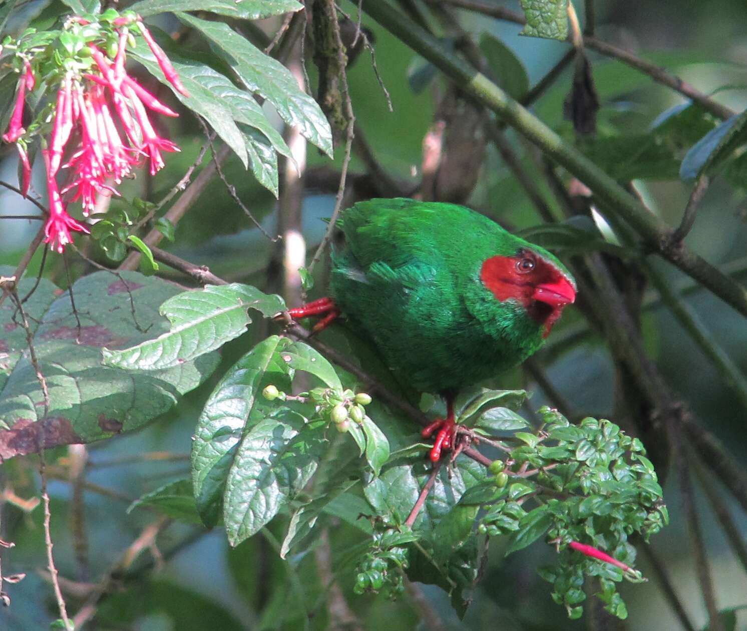 Chlorornis Reichenbach 1850的圖片