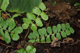 Image of Anemia rotundifolia Schrad.