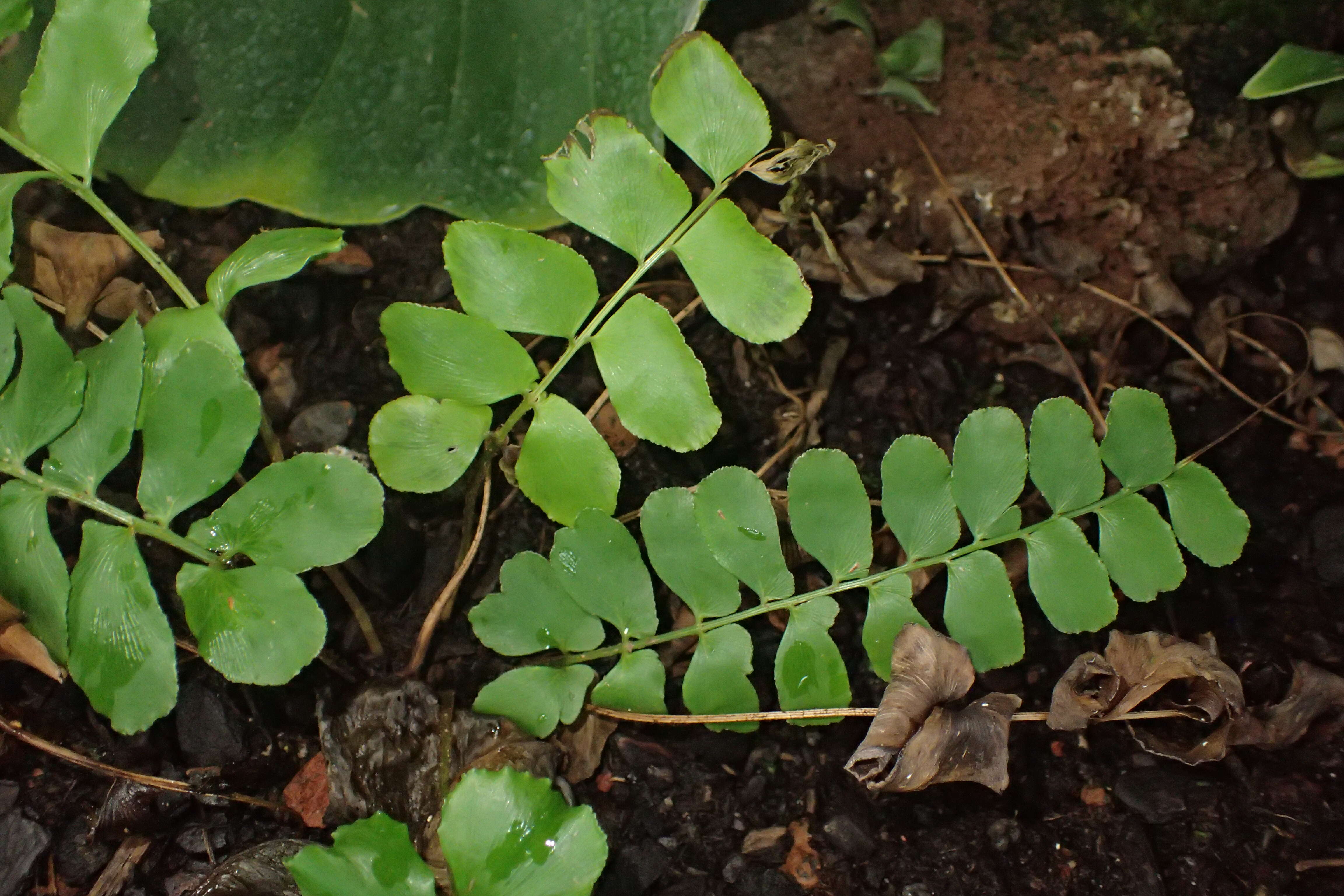 Imagem de Anemia rotundifolia Schrad.